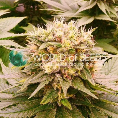 World of Seeds Harlequeen CBD semená neobsahujú THC 12 ks