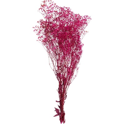Gypsophila