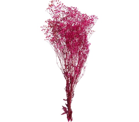 Gypsophila