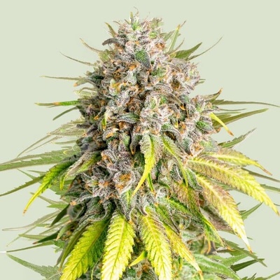 Royal Queen Seeds x Tyson Punch Pie semienka neobsahujú THC 10 ks