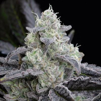 Silent Seeds L.A. Vanilla Cake semena neobsahují THC 3 ks