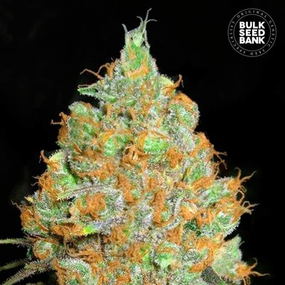 Bulk Seed Bank Critical Mass semena neobsahují THC 10 ks
