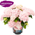 Music Collection® Soft Pink Salsa Music Collection® Хортензия Мacrophylla