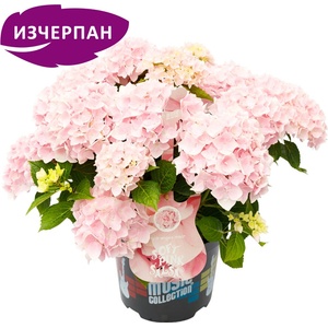 Music Collection® Soft Pink Salsa Music Collection® Хортензия Мacrophylla