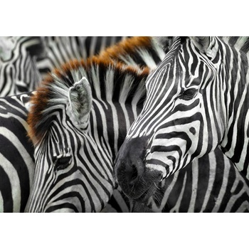 Enjoy - Puzzle Zebras - 1 000 piese