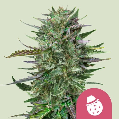 Royal Queen seeds Do-Si-Dos semienka neobsahujú THC 3 ks
