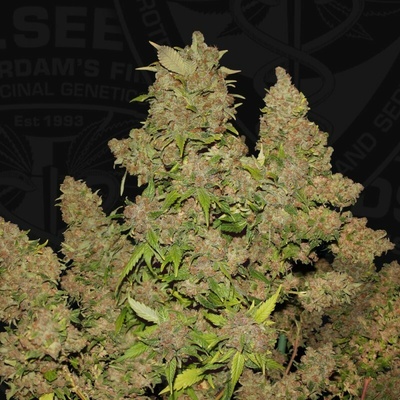 T.H. Seeds M.O.B. semena neobsahují THC 2 ks
