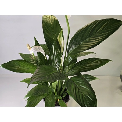 PlanBros flower Spathiphyllum Mojo (Lopatkovec)