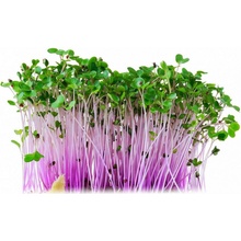 Toraf Microgreens, semínka na klíčky - Kedluben červený 10g