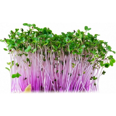 Toraf Microgreens, semínka na klíčky - Kedluben červený 10g