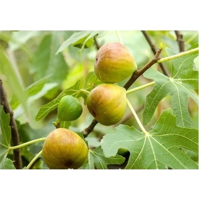 Figovník jedlý (Ficus Carica) ´BROGIOTTO BIANCO´ - výška 120-150 cm, obvod kmeňa 8/10 cm, kont. C10L (-18°C)