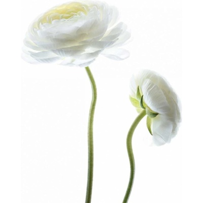 Bílá krása 3 1 deska 30x30