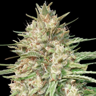 Advanced Seeds Lemon Bean semienka neobsahujú THC 1 ks