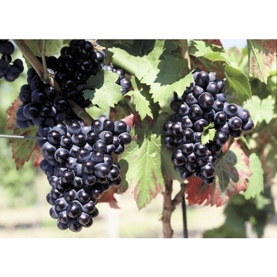 Vínna réva BIO modrá FloraSelf Bio Vitis vinifera 'Nero' 60-100 cm kvetináč 3 l