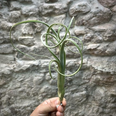 Tillandsia intermedia