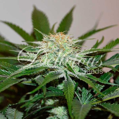 Delicious Seeds DescoJack semena neobsahuji THC 100 ks