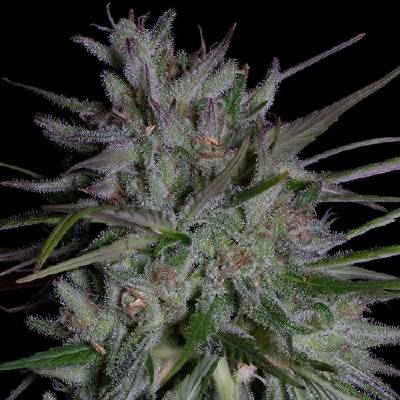Don Avalanche Seeds Don Girl Scout Cookies semena neobsahují THC 5 ks