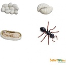 Živé a vzdělávací sady Safari Ltd. Životní cyklus Mravenec