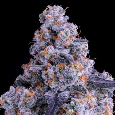 Anesia Seeds Epic Buzz AUTO semienka neobsahujú THC 3 ks