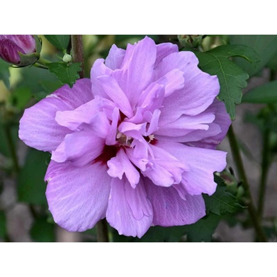 GREENBOSS FLOWER Ibišek syrský "Ardens" 2l