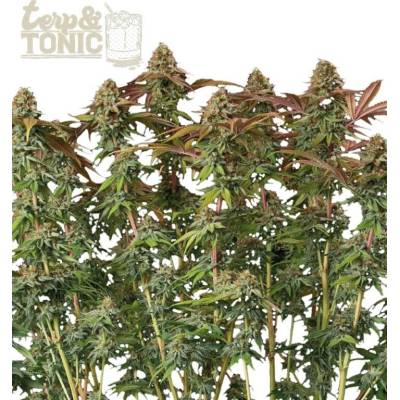 Seedstockers Superior Terp & Tonic AUTO semena neobsahují THC 3 ks