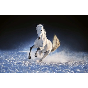 DIMEX ART Флизелинов фототапет кон тича през снега 375 x 250 см