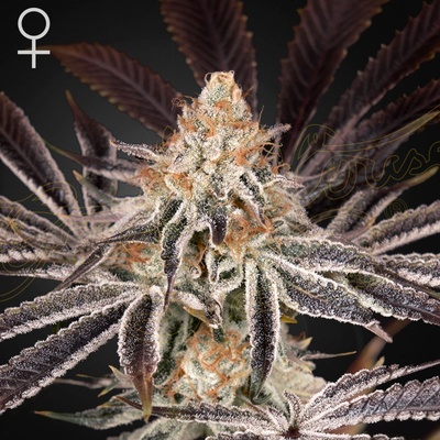Green House Seeds Dark Phoenix semena neobsahují THC 3 ks