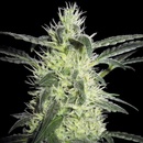 Sensi Seeds Silver Haze semena neobsahují THC 3 ks