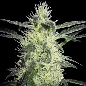 Sensi Seeds Silver Haze semena neobsahují THC 3 ks