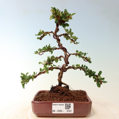 e-bonsai Venkovní bonsai - Cotoneaster horizontalis - Skalník