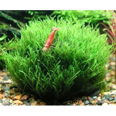 Leptodictyum riparium Stringy mech 7 cm – Sleviste.cz