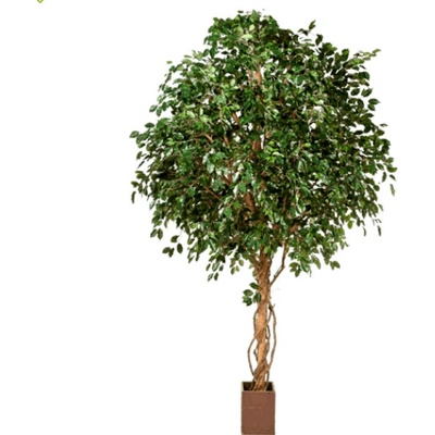 Ficus exotica ball 315 cm