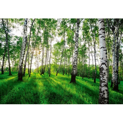 Postershop Fototapeta vliesováBřezový háj 2 , rozměry 152,5x104 cm