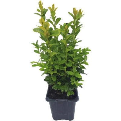 Krušpán FloraSelf Buxus sempervirens kvetináč Ø 8 cm