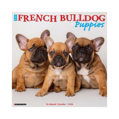 French Bulldog Puppies 12 X 12 Wall 2026
