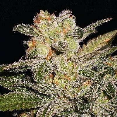 Expert Seeds Northern Lights AUTO semena neobsahují THC 3 ks