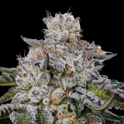 Anesia Seeds Chaos Cake Auto semienka neobsahujú THC 10 ks