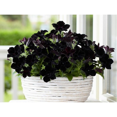 Petúnia Crazytunia Black Mamba