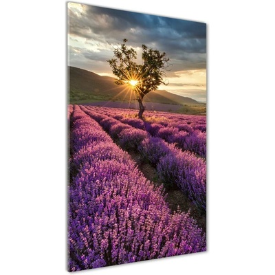 Vertikálny foto obraz sklenený Pole levanduľe 50x100 cm