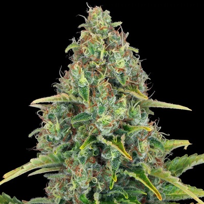 Barney's Farm Blueberry Cheese AUTO semena neobsahují THC 5 ks