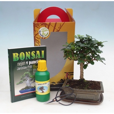 e-bonsai Pokojová bonsai v dárkové krabičce Carmona microphylla - Čaj fuki