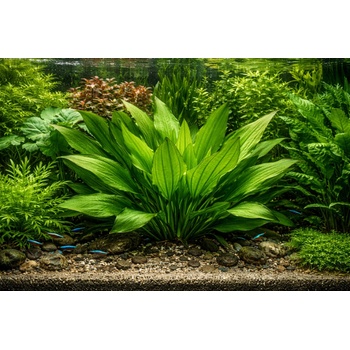 Echinodorus argentinensis