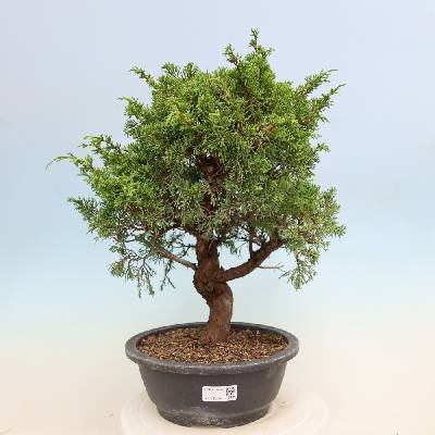 e-bonsai Venkovní bonsai - Juniperus chinensis Itoigawa-Jalovec čínský