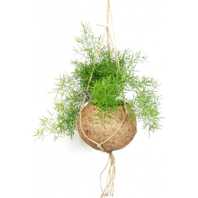 Gardners Asparagus sprengeri (L) Asparágus, Chřest hustokvětý
