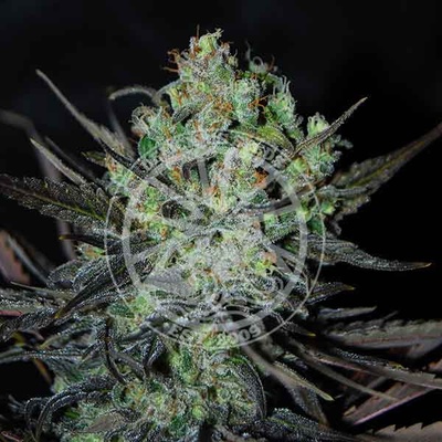Delicious Seeds Eleven Roses Auto semena neobsahuji THC 100 ks