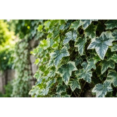 Brečtan popínavý (Hedera helix) ‘GLACIER’ - výška 20-30 cm, kont. C2L