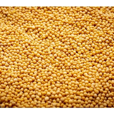 Microgreens Biela horčica na mikrozeleninu 50 g