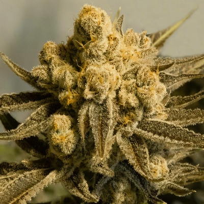 High Speed Buds Critical Glue #4 AUTO semena neobsahují THC 5 ks