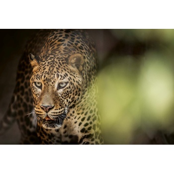 DIMEX ART s. r. o Флизелинов фототапет хищник от шри ланка 375 x 250 см