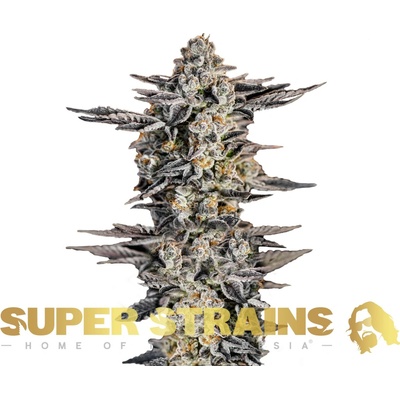 Super Strains Gelato #33 semienka neobsahujú THC 10 ks